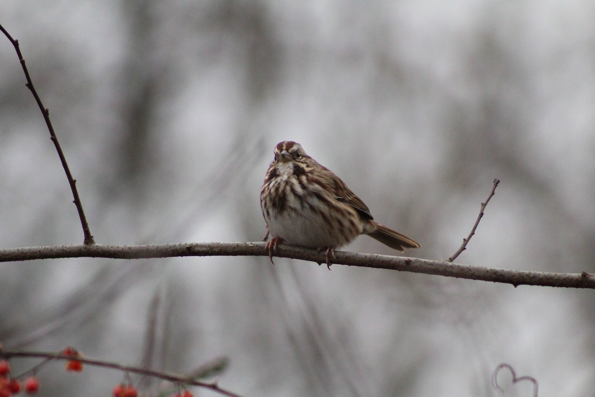 Song Sparrow - ML646879168