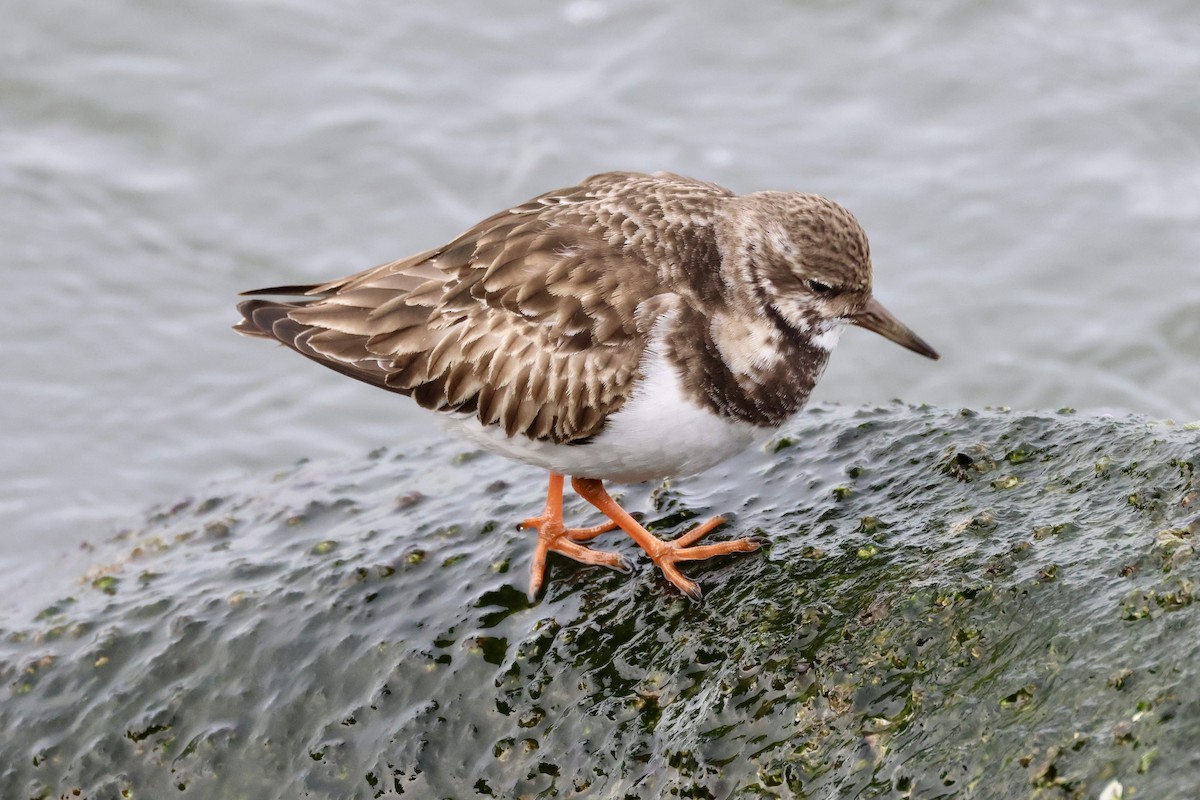 翻石鷸 - ML646879171