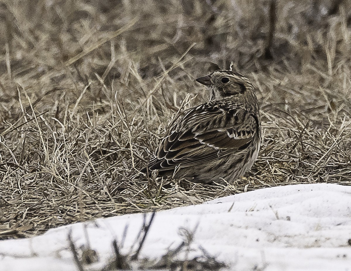 Lapland Longspur - ML646879172