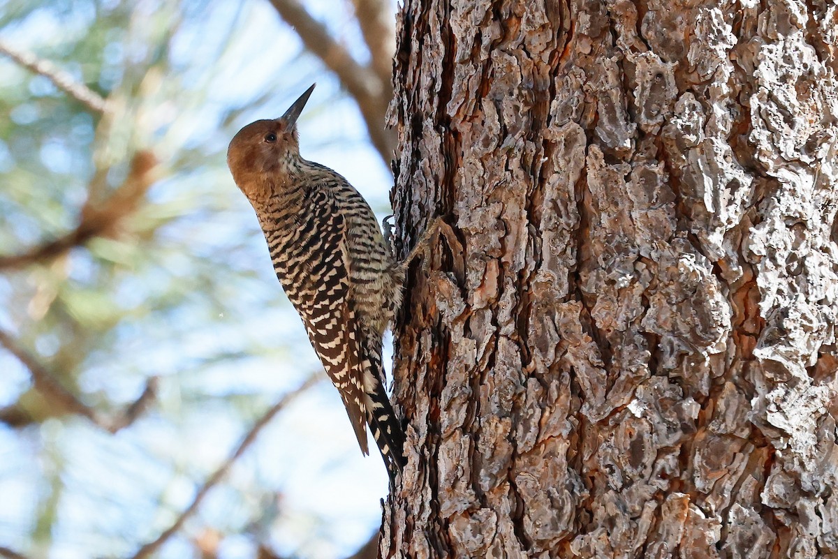Williamson's Sapsucker - ML646879176