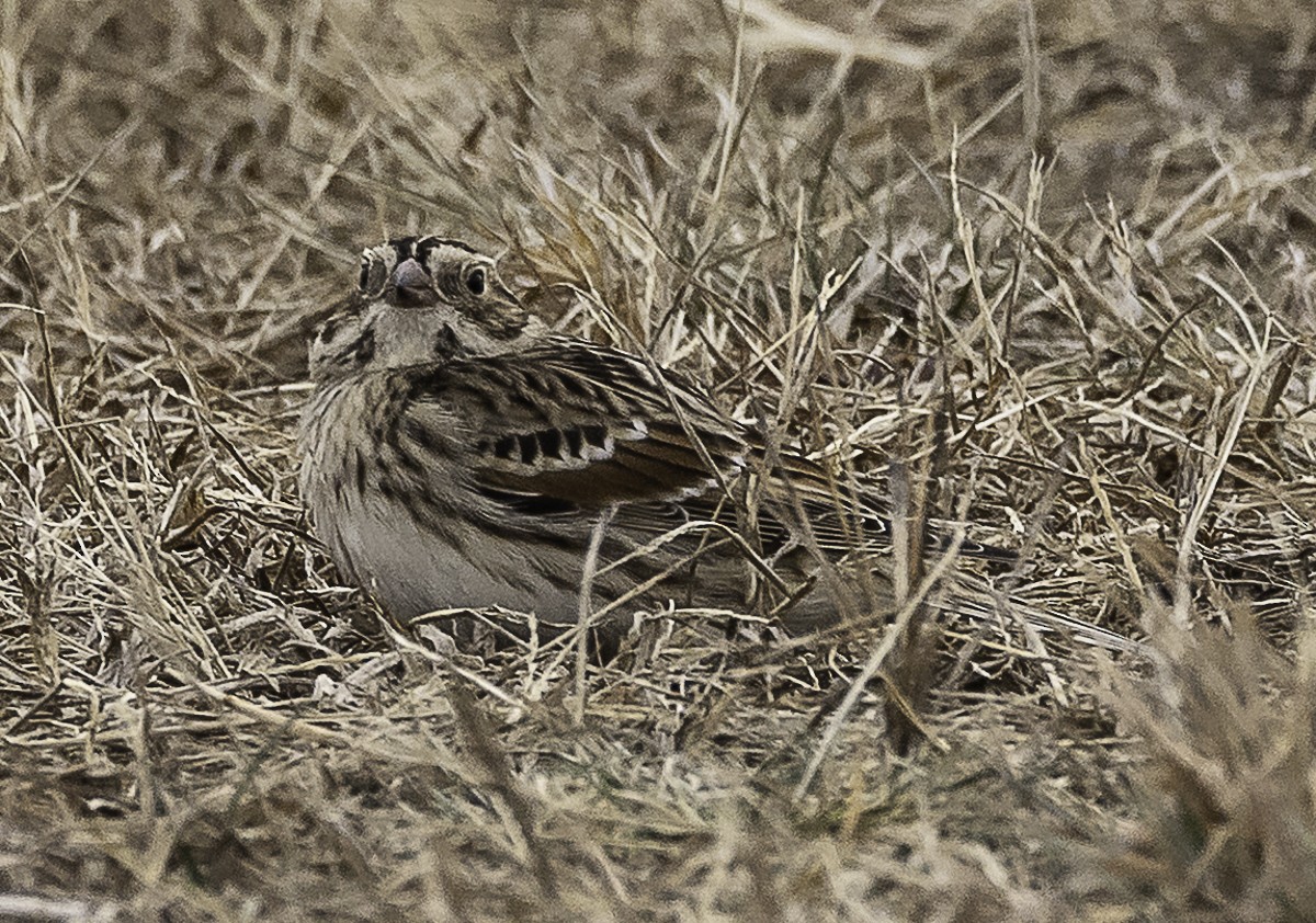 Lapland Longspur - ML646879179