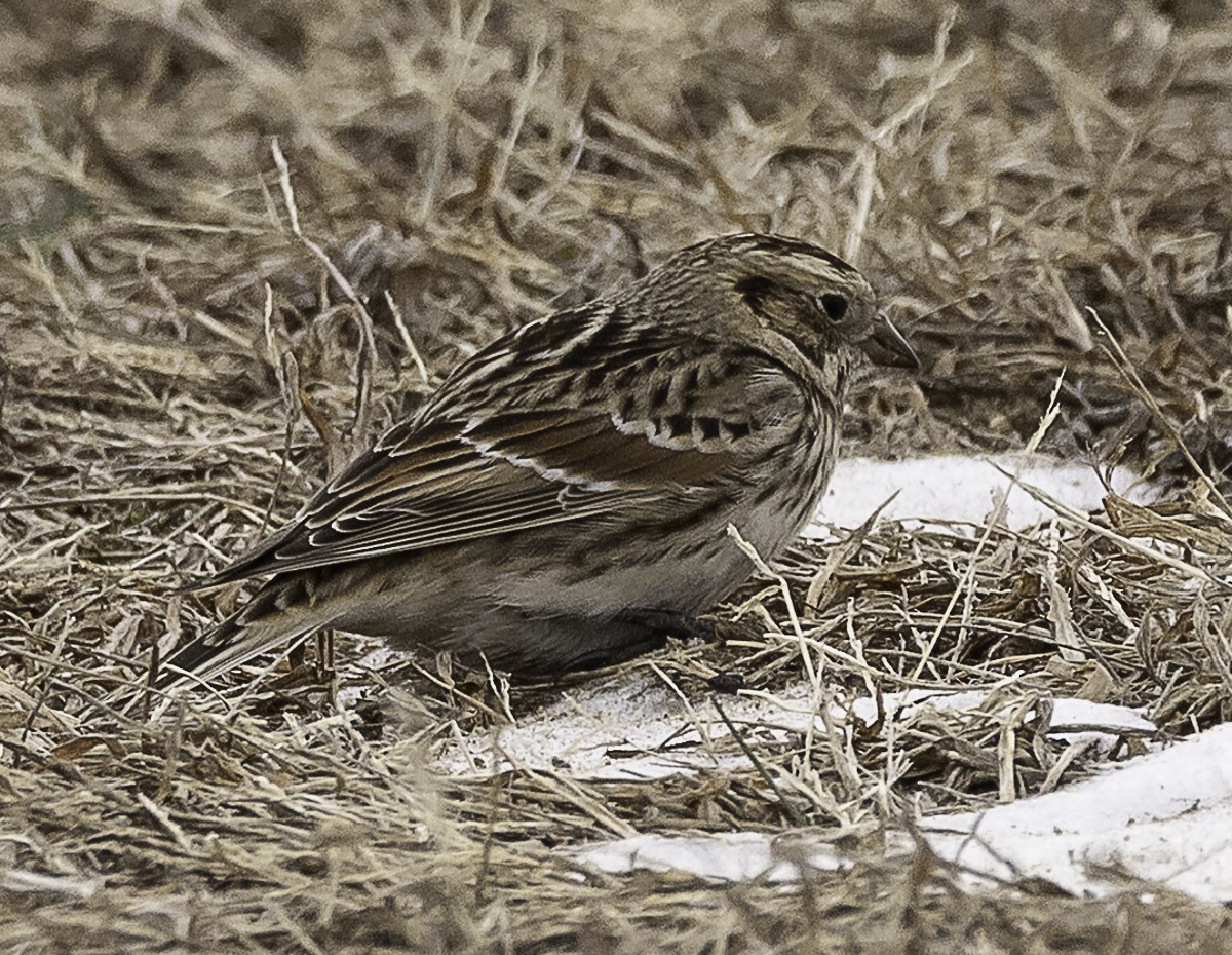 Lapland Longspur - ML646879180