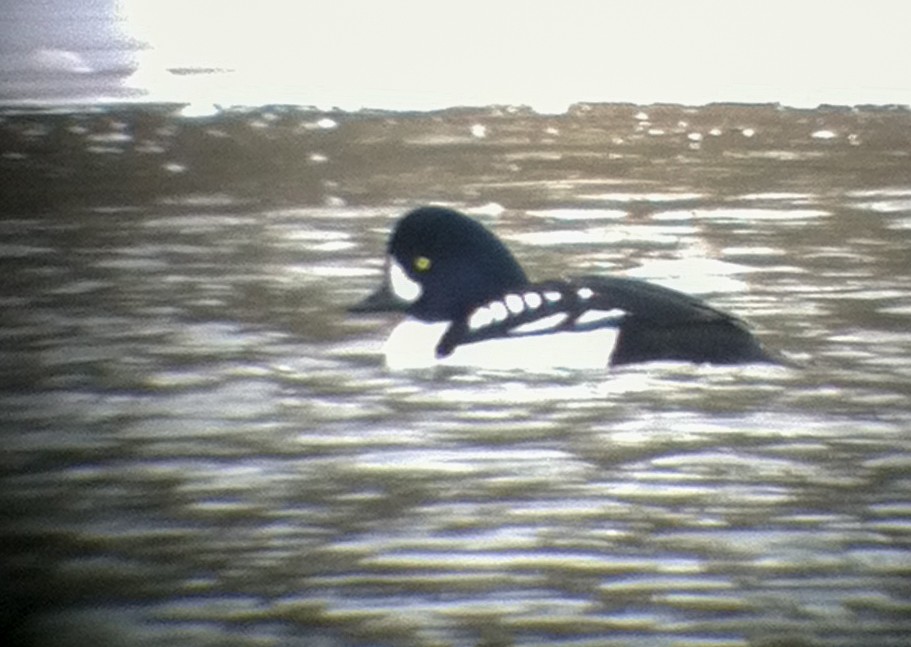 Гоголь ісландський - ML646879181