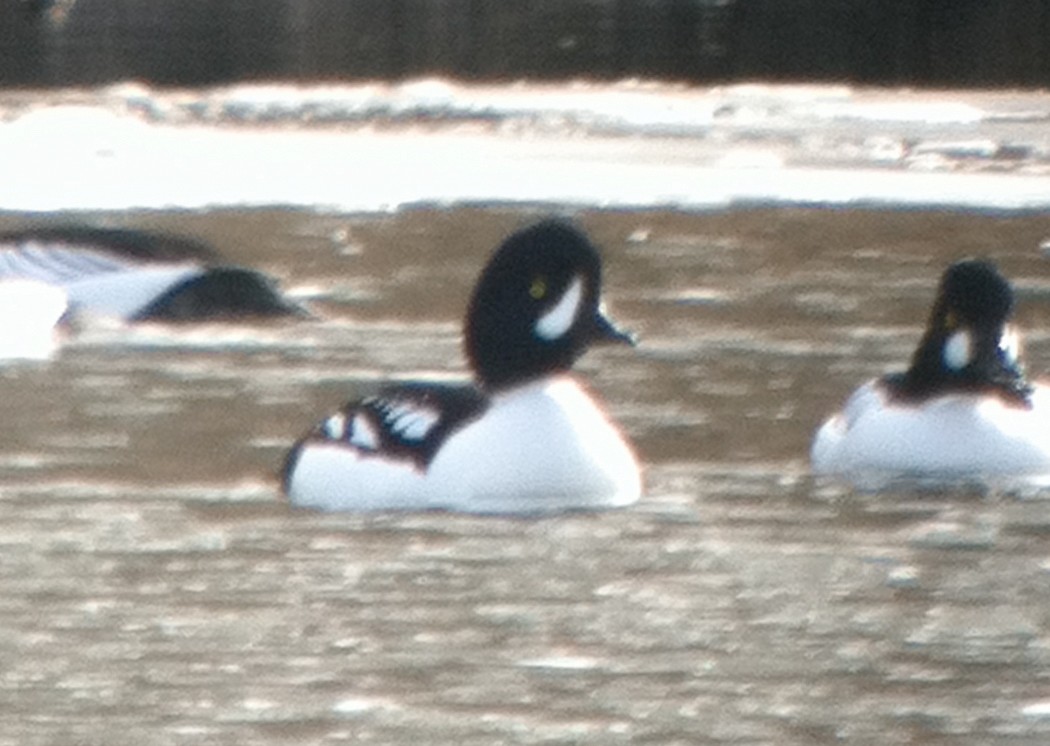 Гоголь ісландський - ML646879184