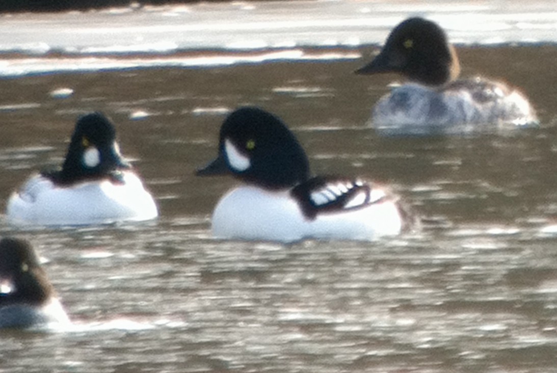 Гоголь ісландський - ML646879185