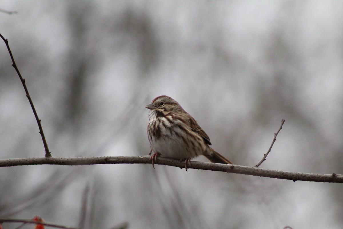 Song Sparrow - ML646879186