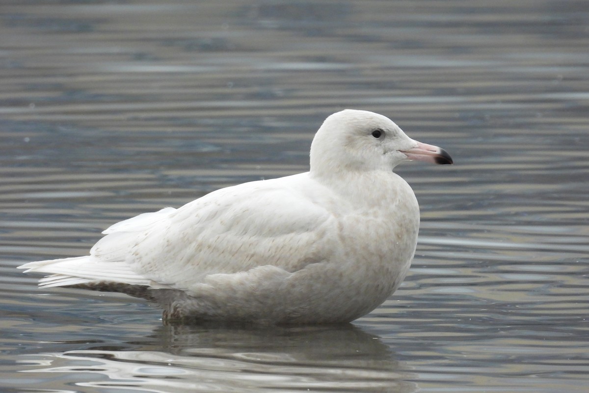 Glaucous Gull - ML646879190