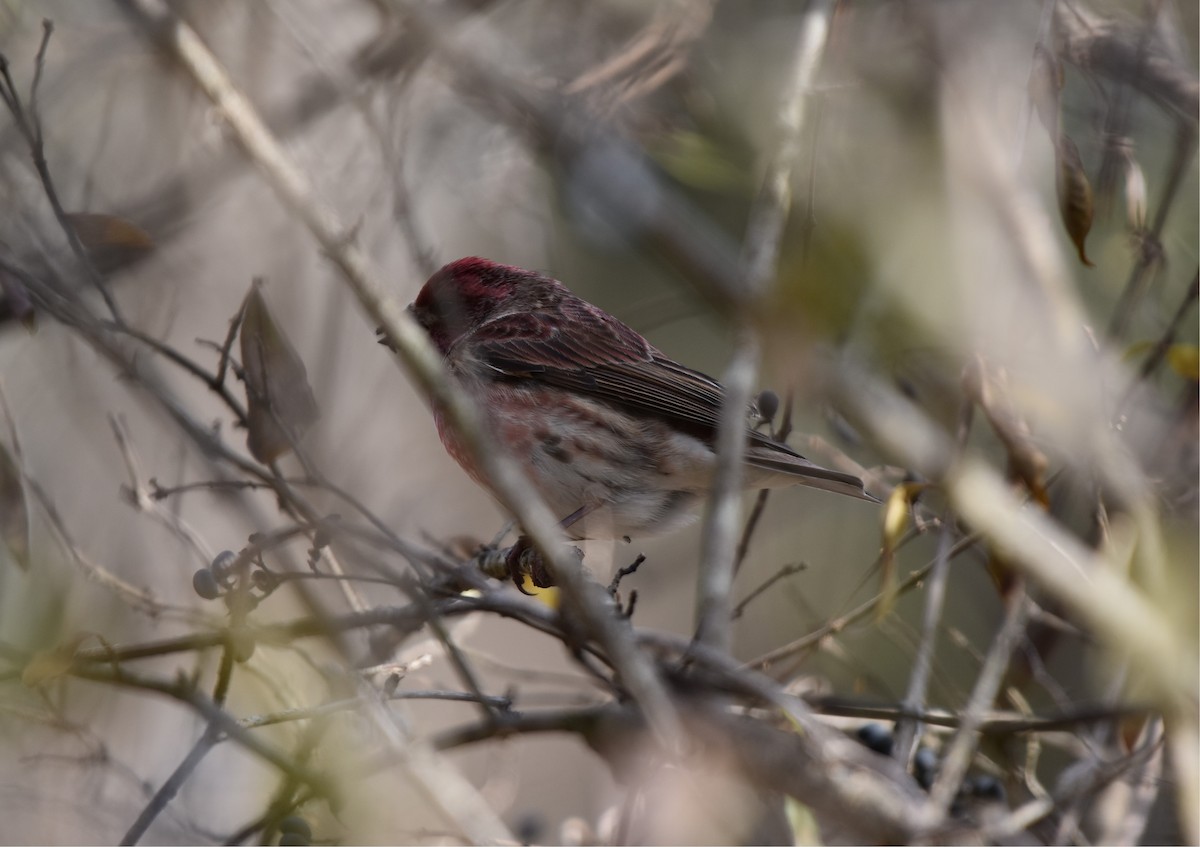 Purple Finch - ML646879191