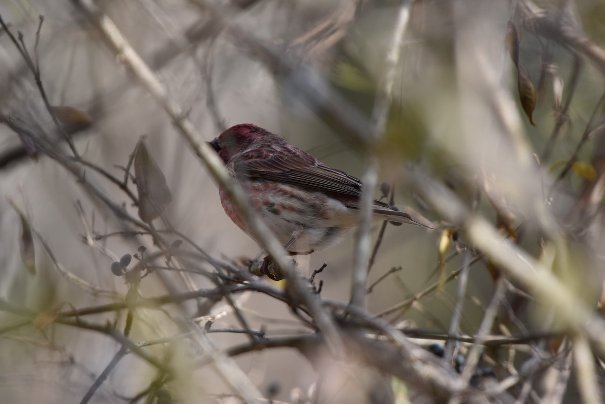 Purple Finch - ML646879192