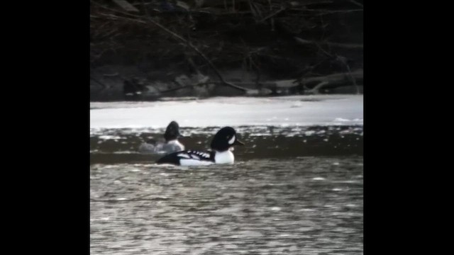 Barrow's Goldeneye - ML646879193