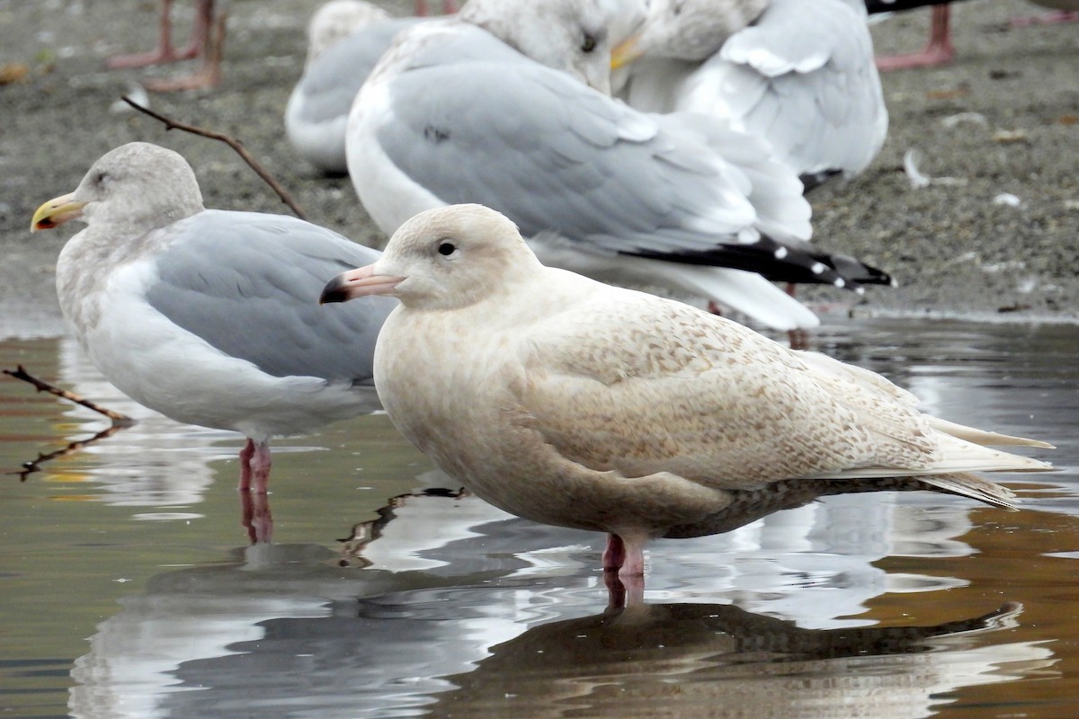 Glaucous Gull - ML646879194