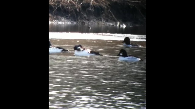 Barrow's Goldeneye - ML646879197