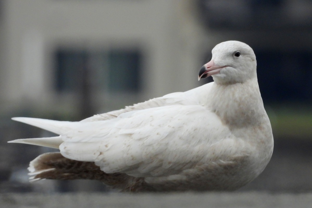Glaucous Gull - ML646879200