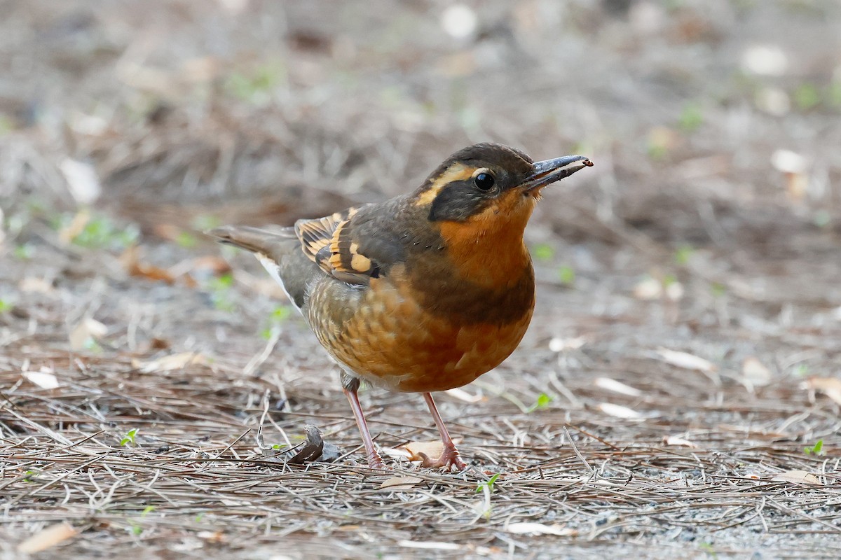 Varied Thrush - ML646879202