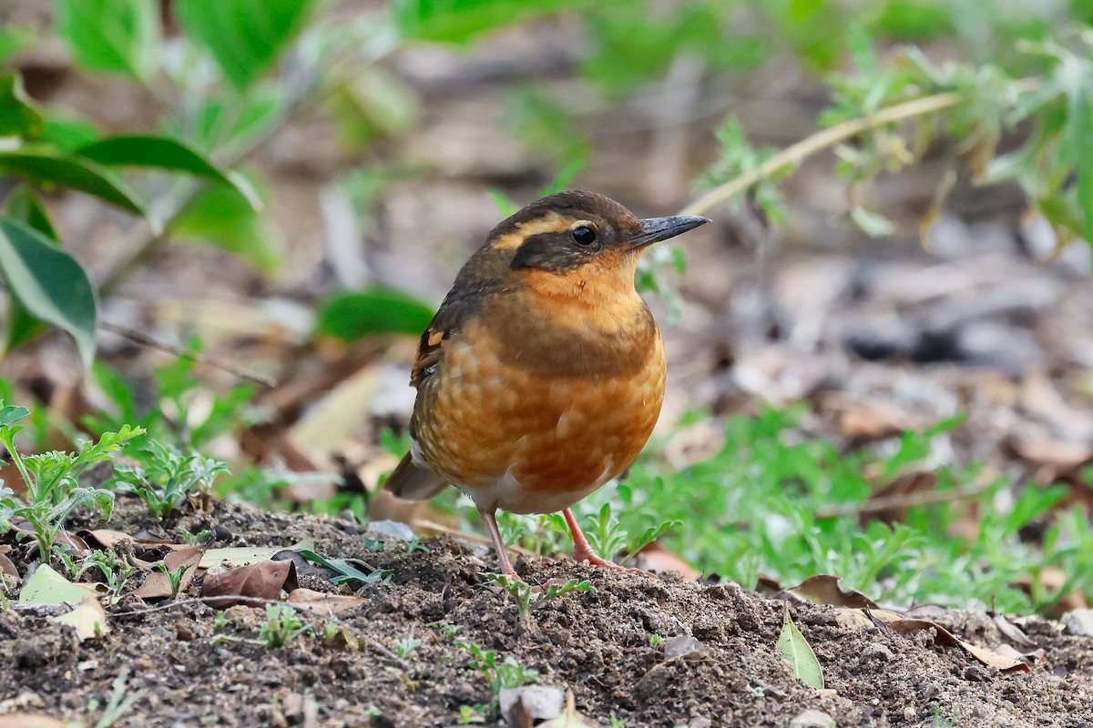 Varied Thrush - ML646879203