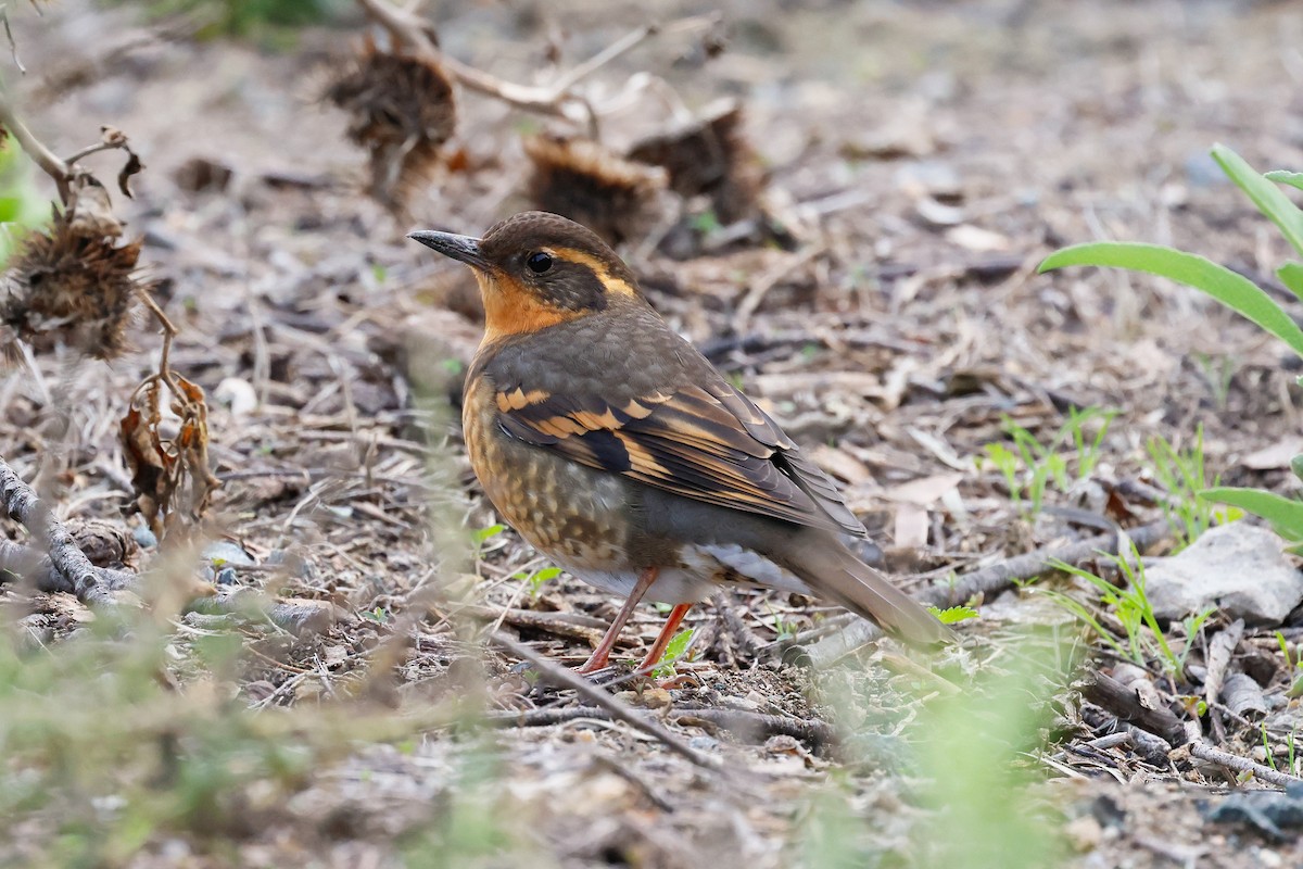 Varied Thrush - ML646879204