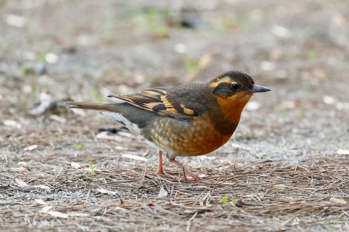 Varied Thrush - ML646879205