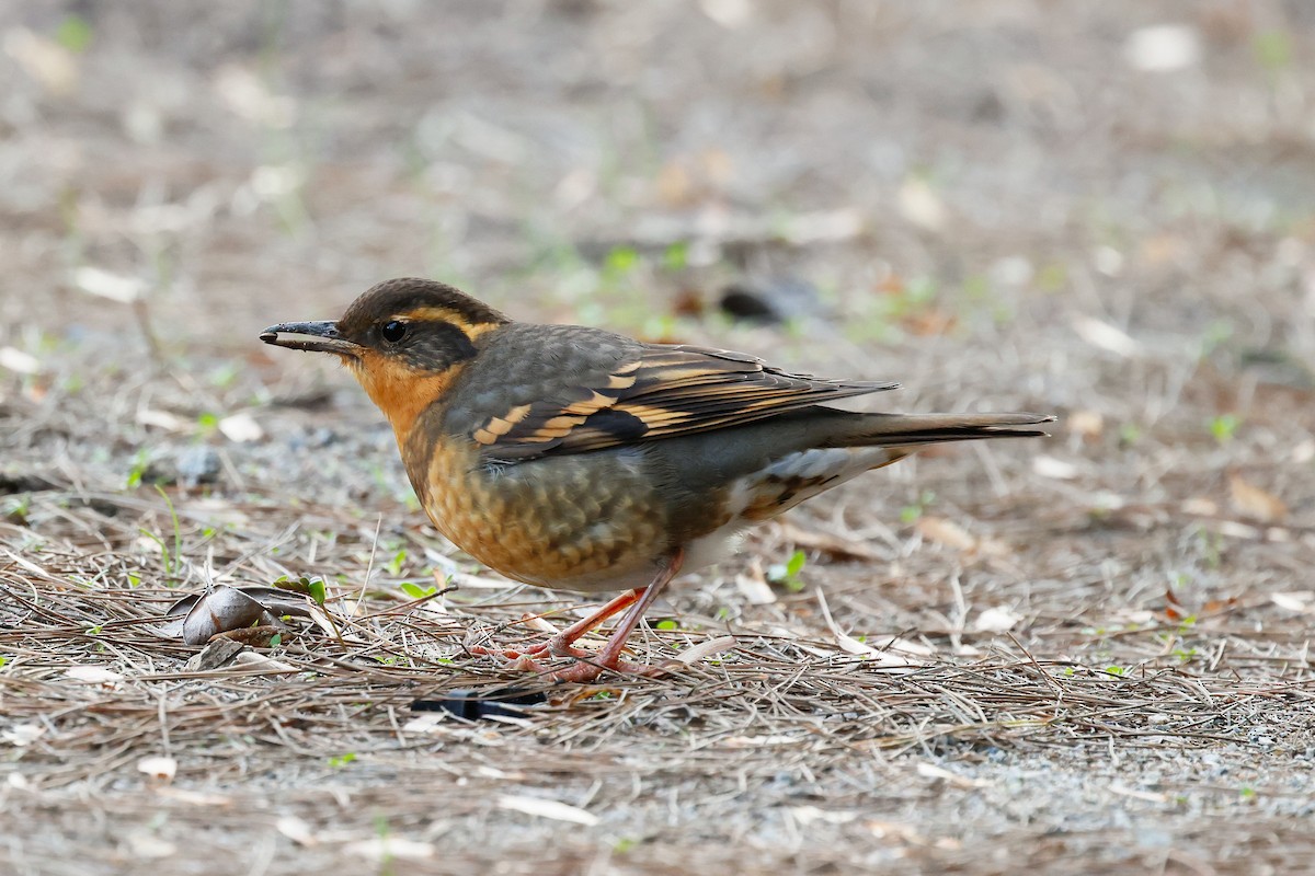 Varied Thrush - ML646879206