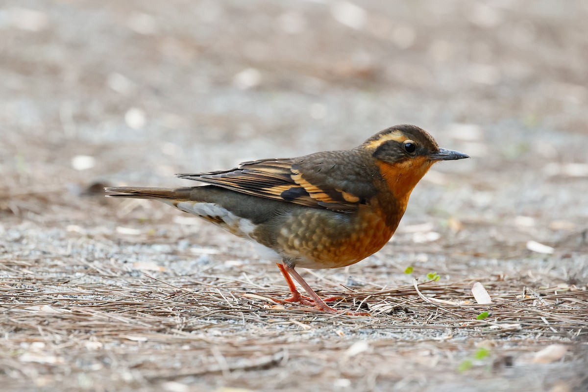Varied Thrush - ML646879207