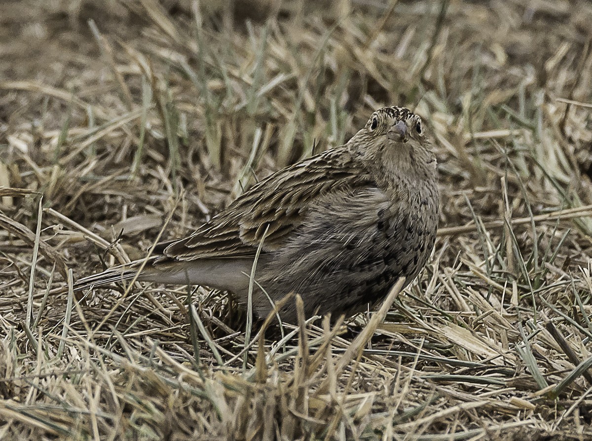 Chestnut-collared Longspur - ML646879208