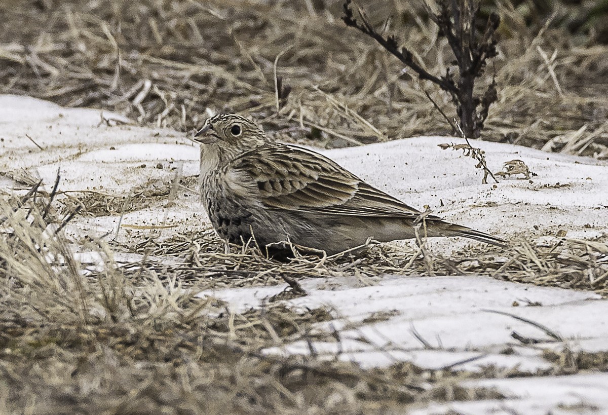 Chestnut-collared Longspur - ML646879209