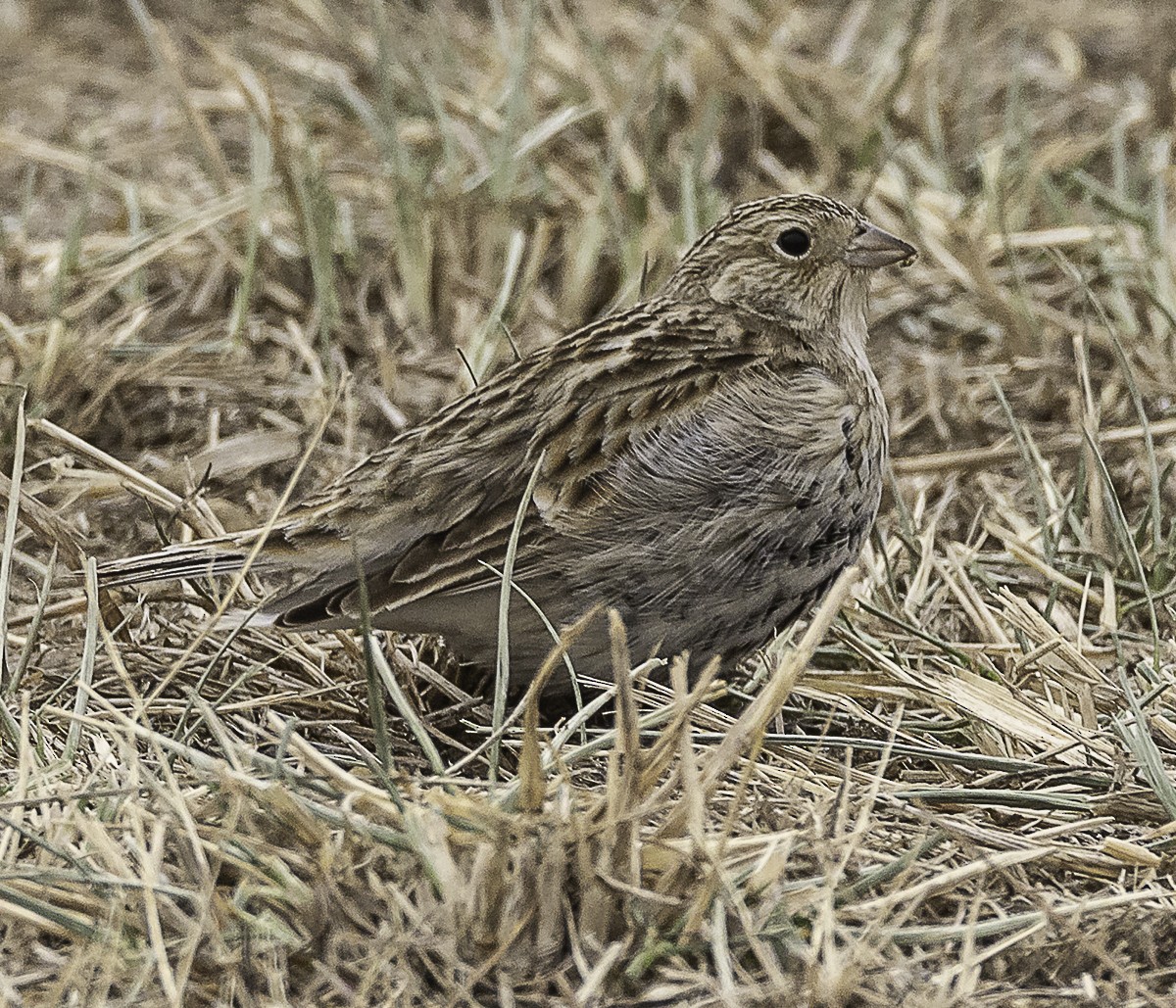 Chestnut-collared Longspur - ML646879210