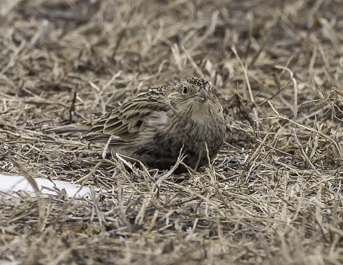 Chestnut-collared Longspur - ML646879211