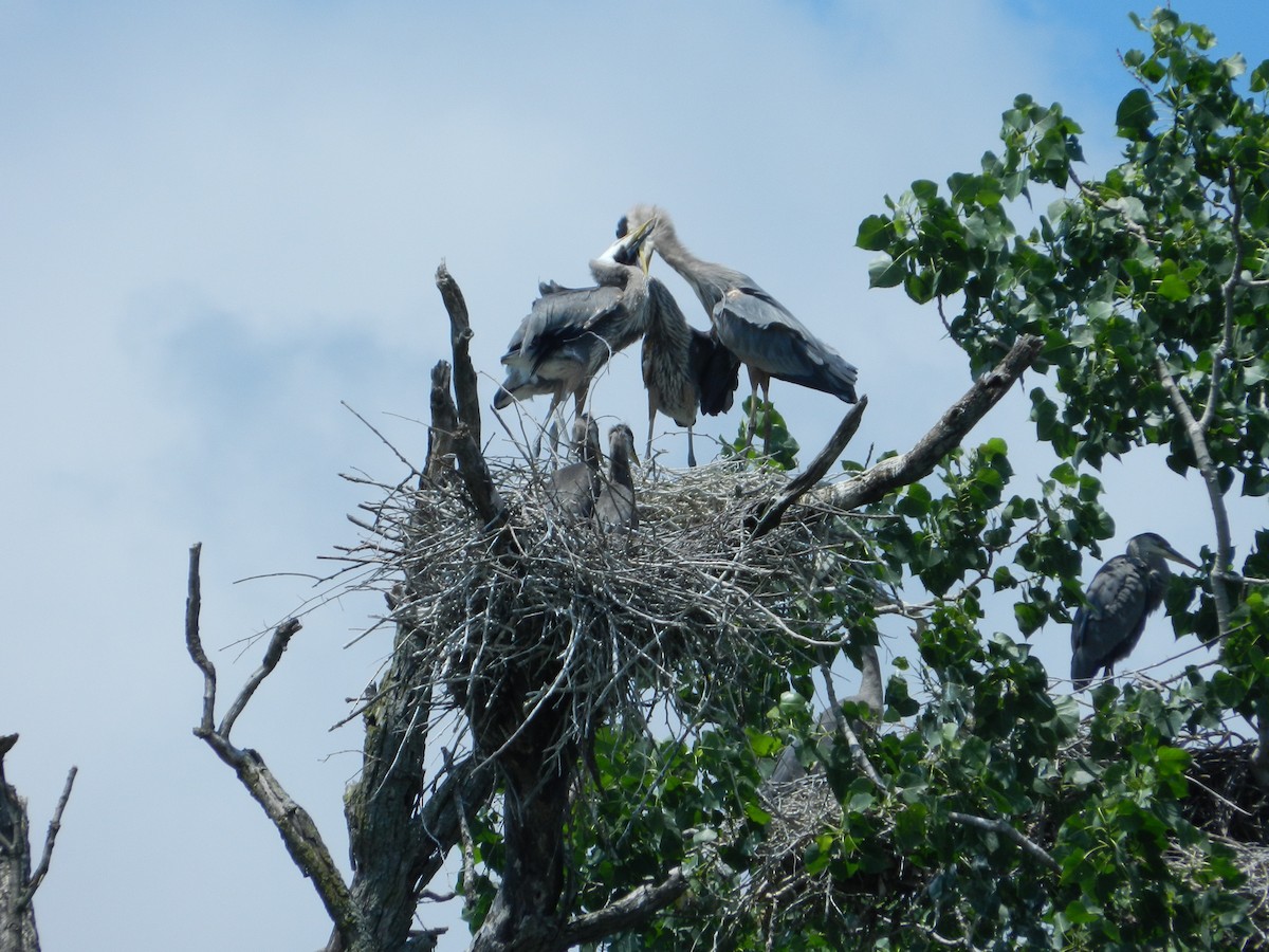 Great Blue Heron - ML646879212