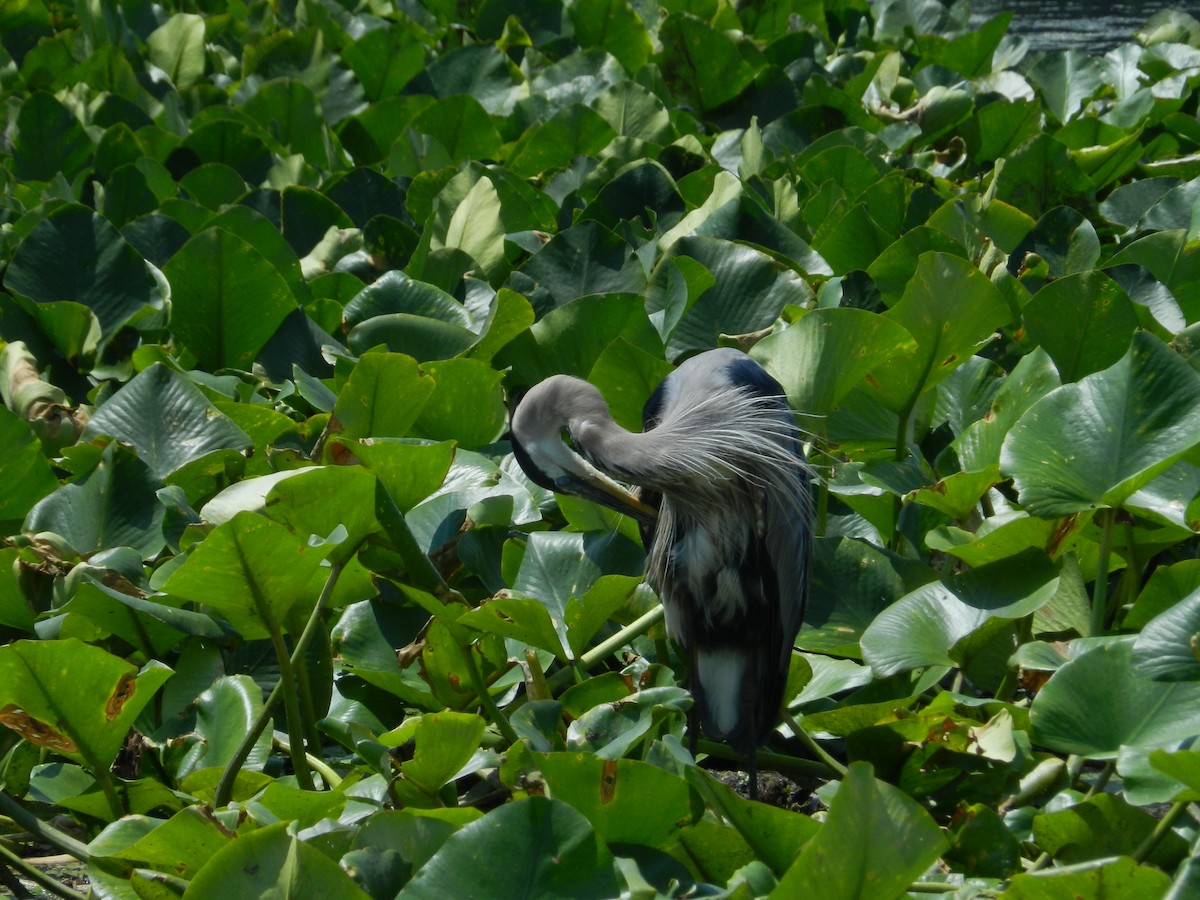 Great Blue Heron - ML646879213