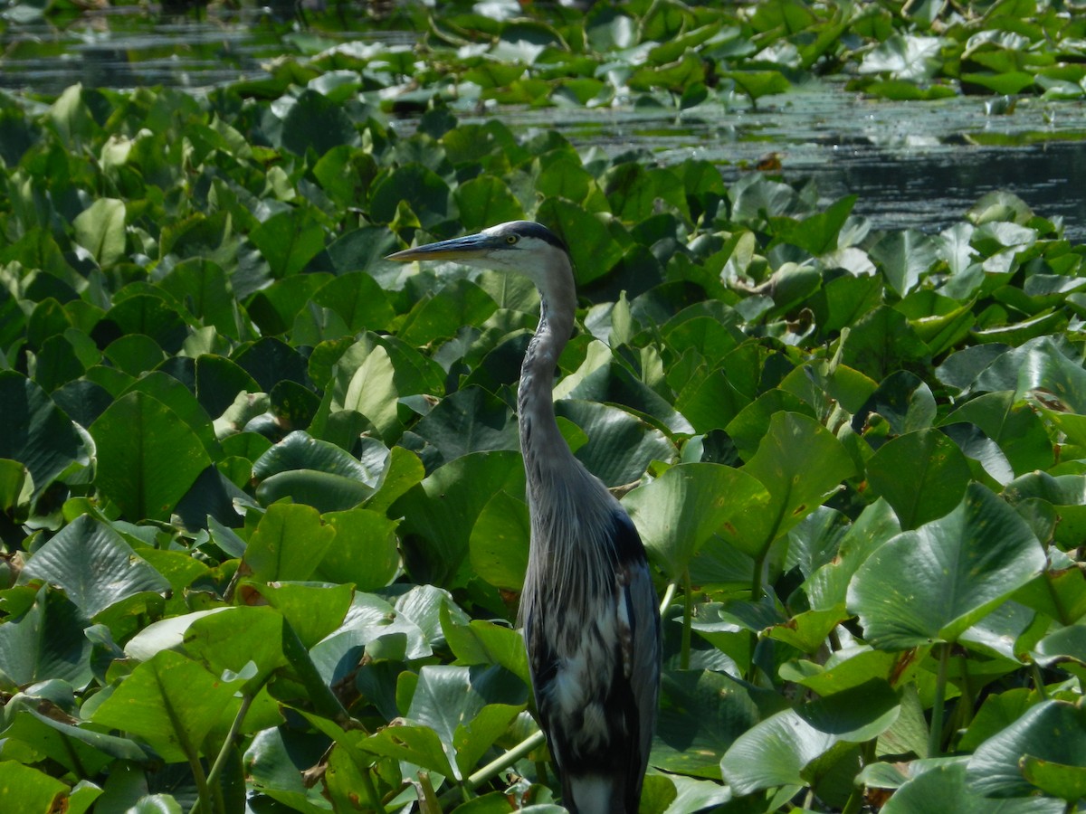 Great Blue Heron - ML646879214