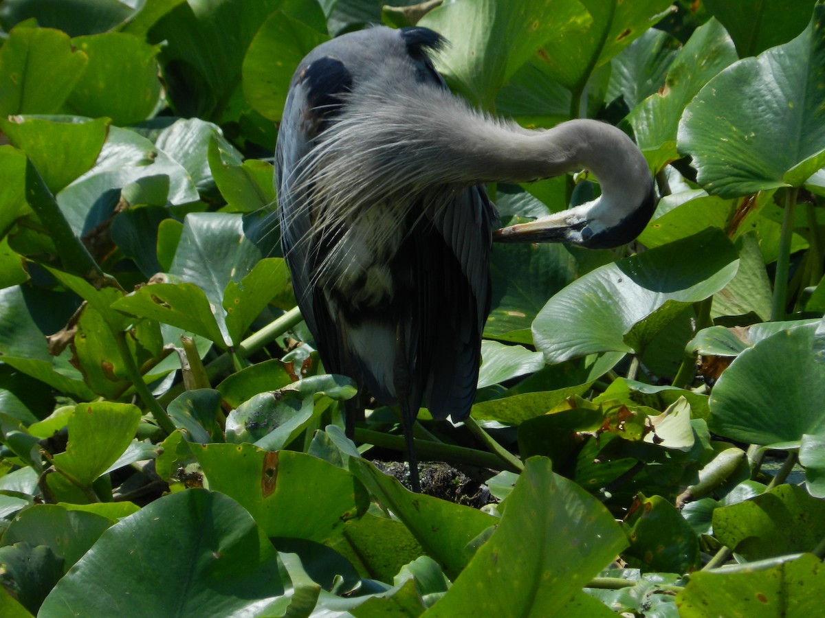 Great Blue Heron - ML646879215