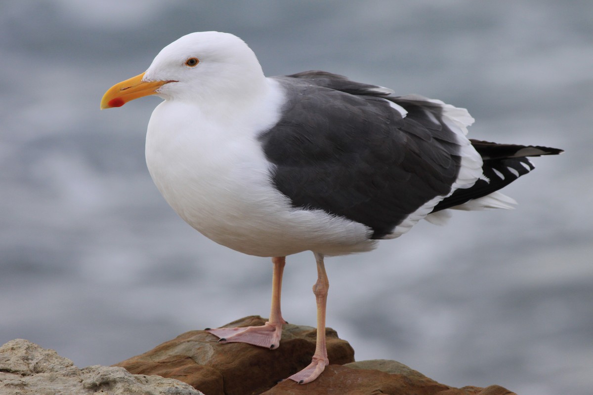 Western Gull - ML646879218