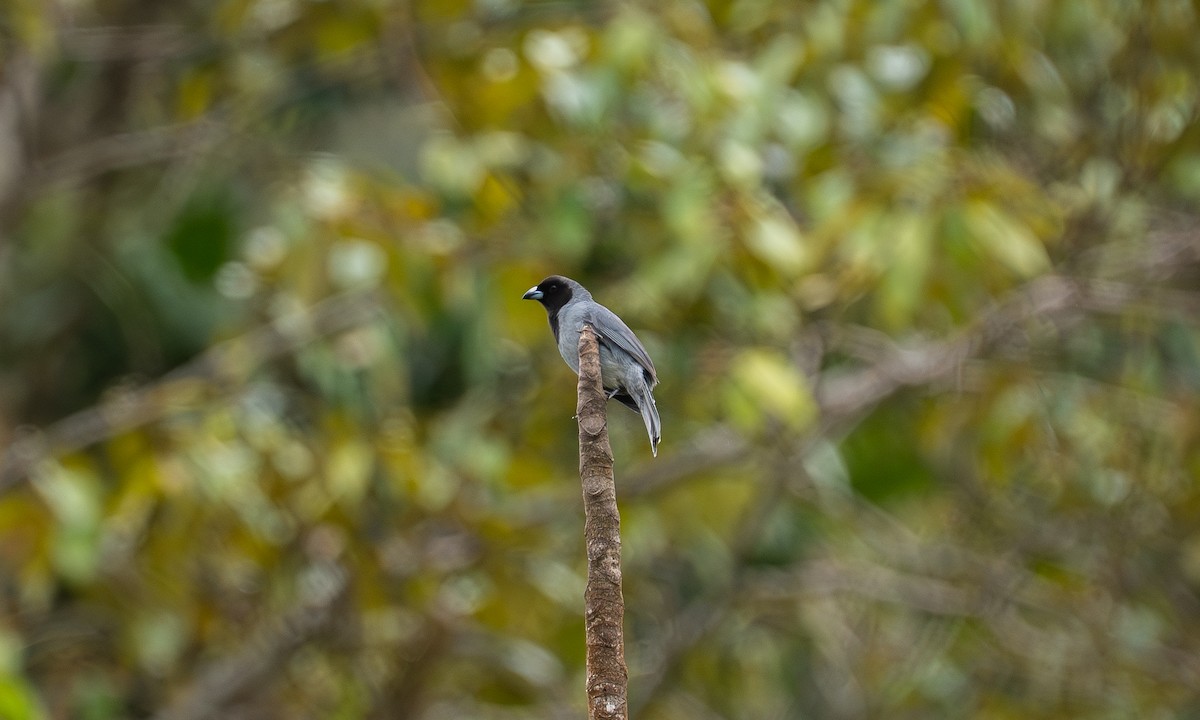 Kara Yüzlü Tangara - ML646879221