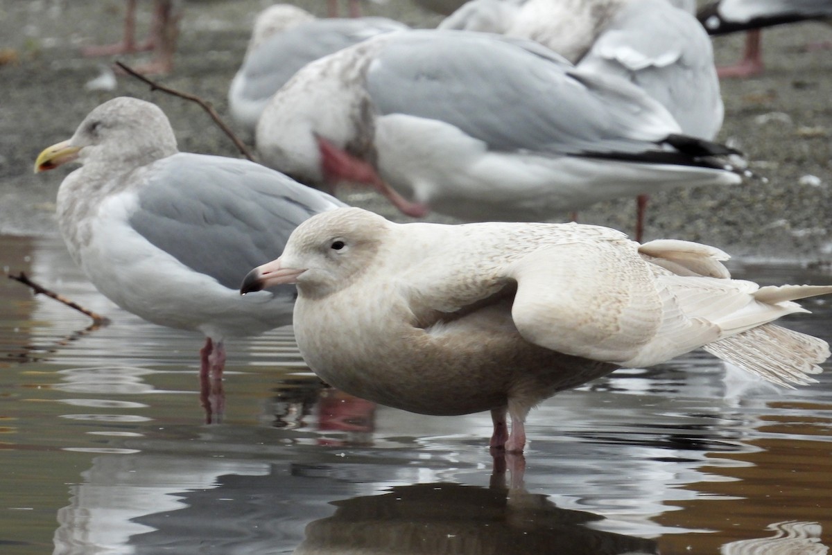 Glaucous Gull - ML646879222