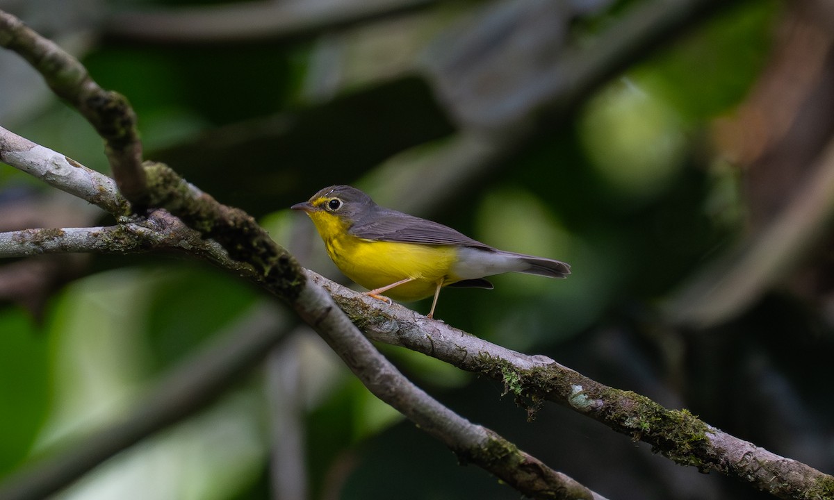 Kanada Ötleğeni - ML646879224