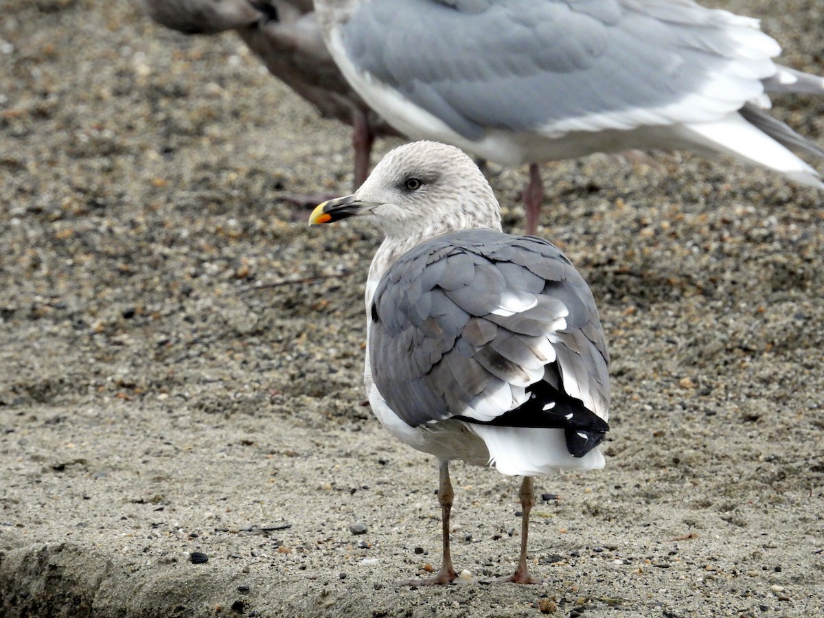 ニシセグロカモメ - ML646879229