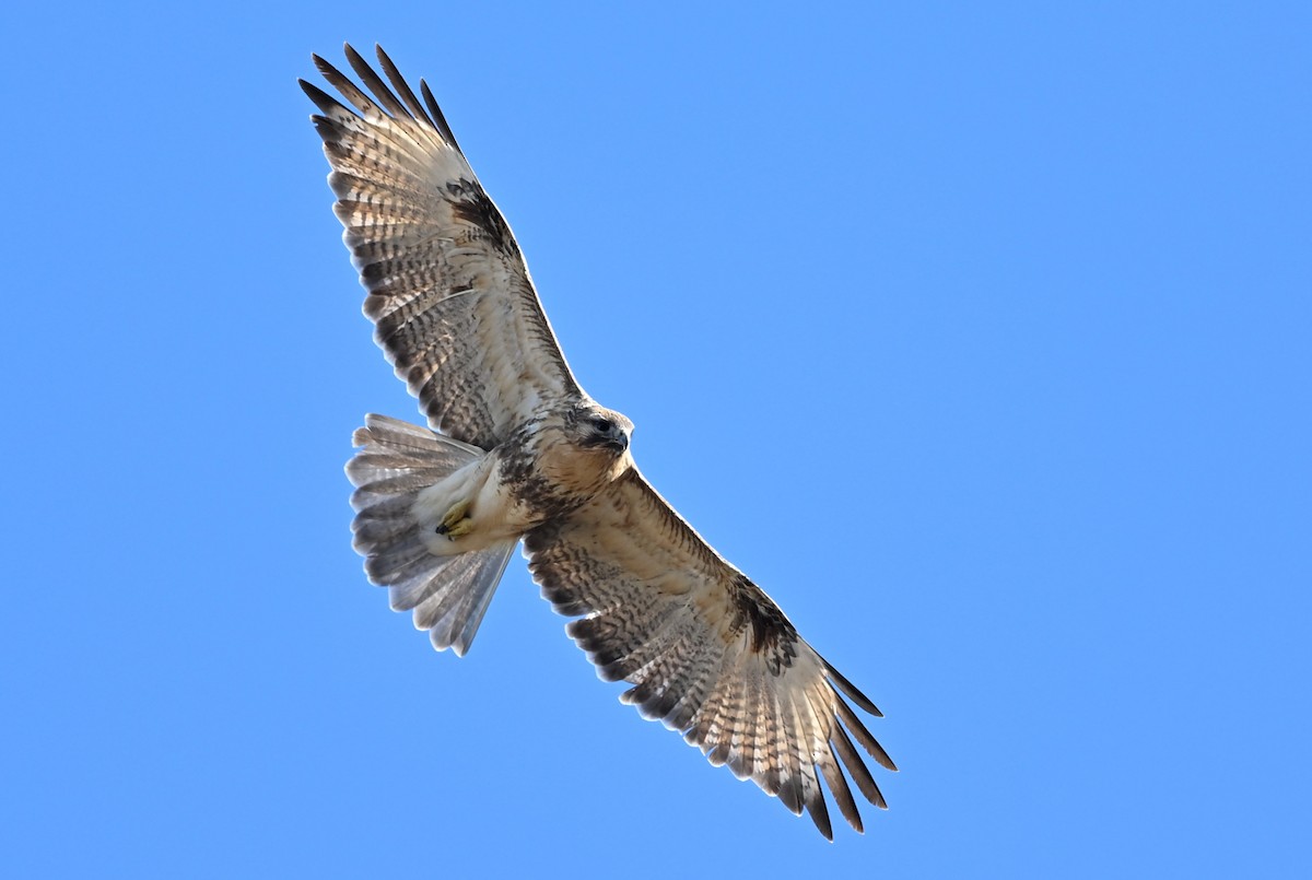 東方鵟 - ML646879233