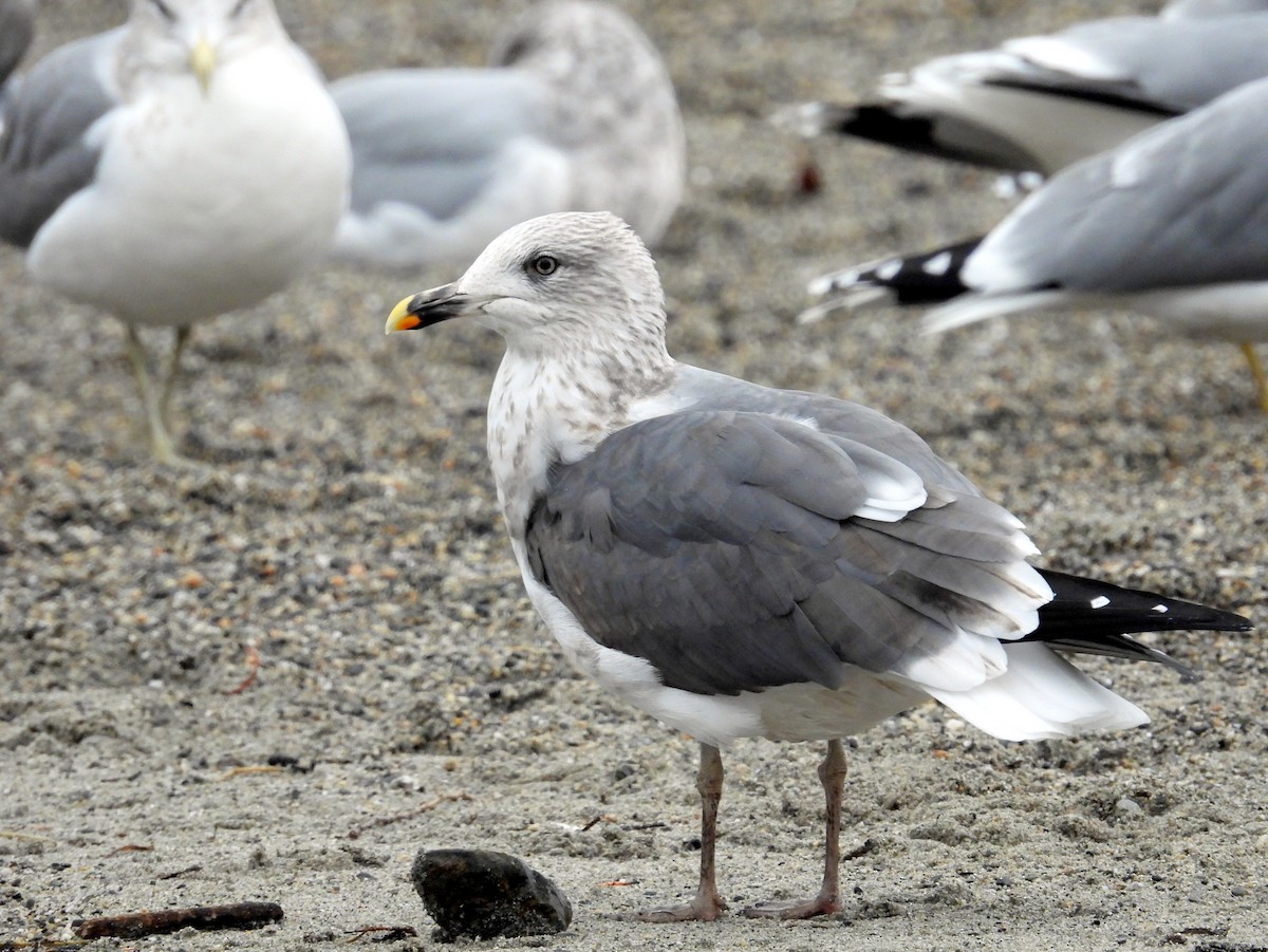 ニシセグロカモメ - ML646879234