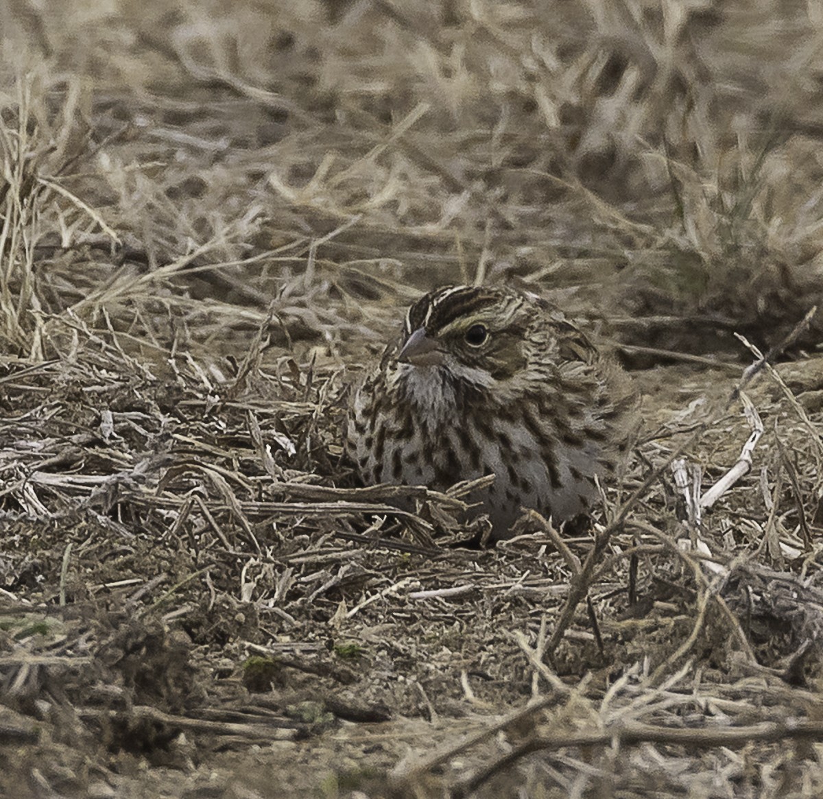 Savannah Sparrow (Savannah) - ML646879236