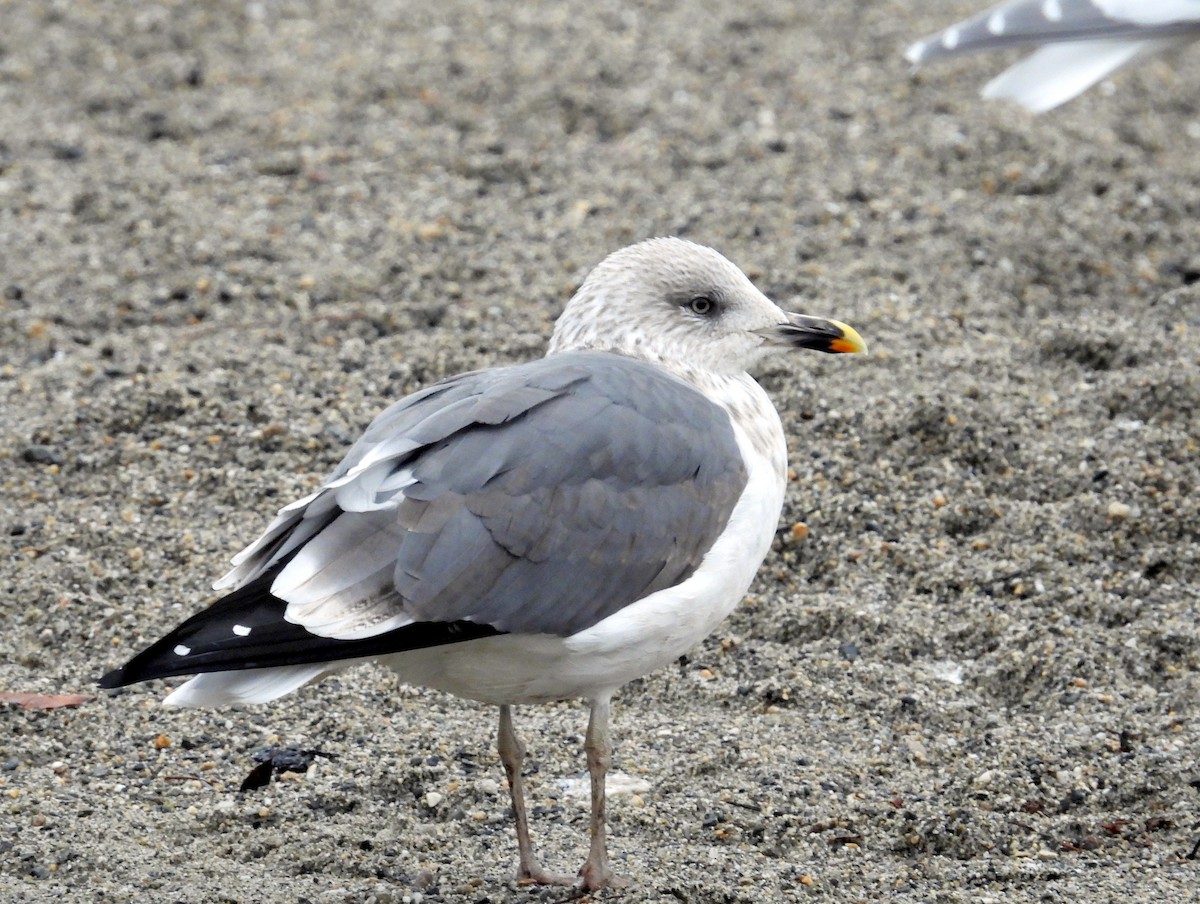 ニシセグロカモメ - ML646879237