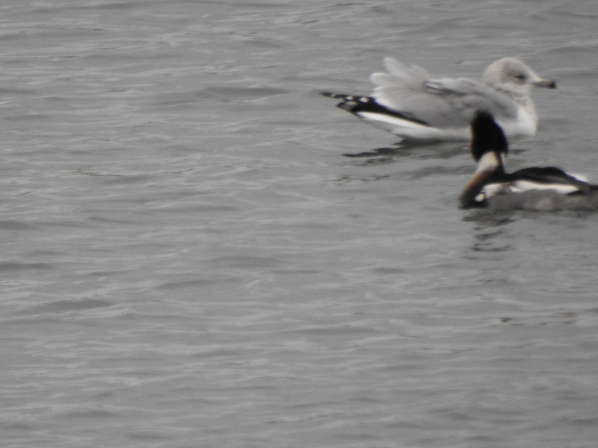 Kaio hauskara amerikarra - ML646879239