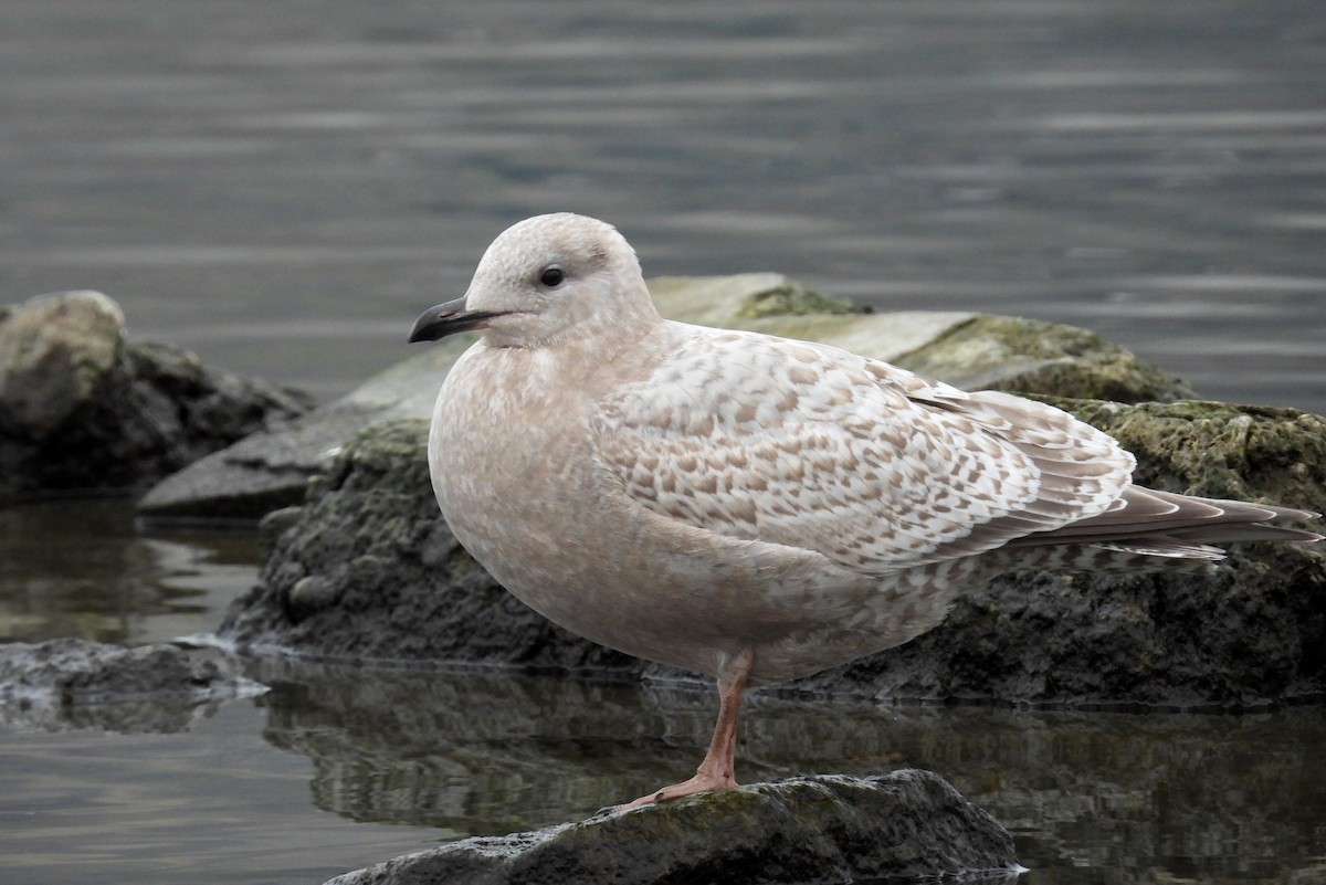 Iceland Gull (Thayer's) - ML646879240
