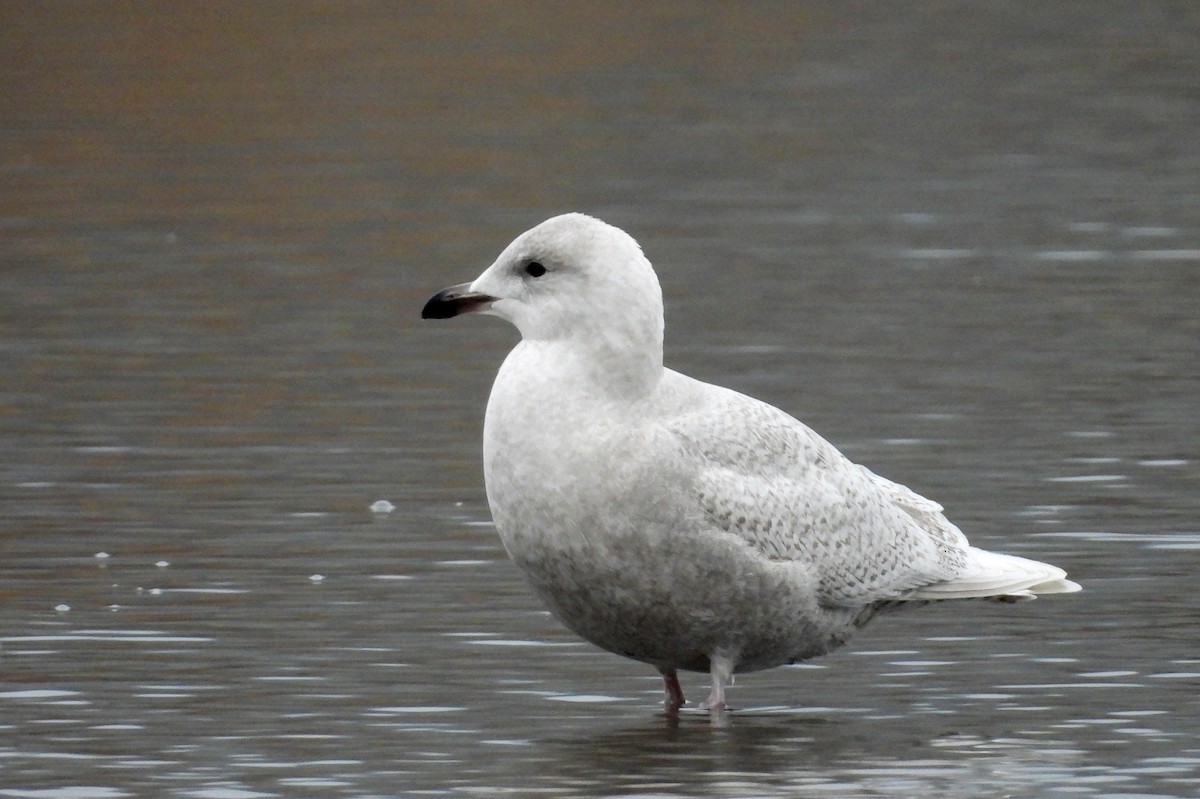 Iceland Gull (kumlieni) - ML646879245