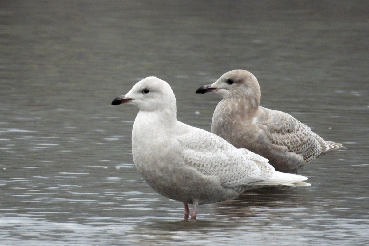 Iceland Gull (kumlieni) - ML646879246