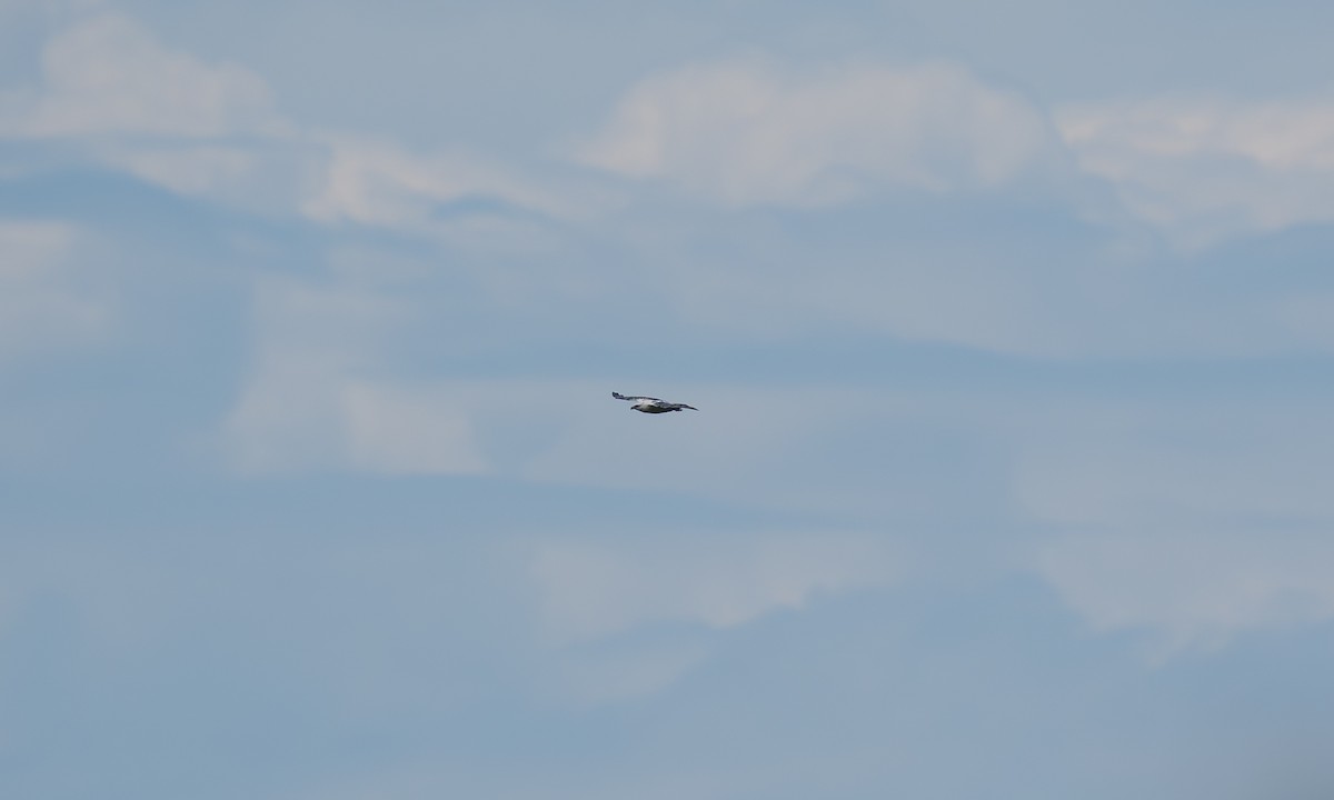 Beyaz Şahin - ML646879247