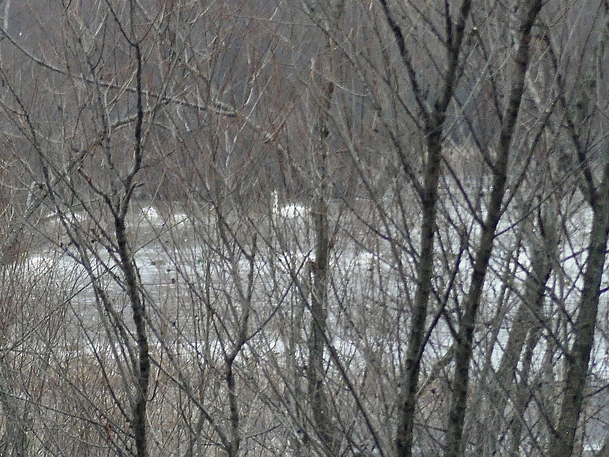 コハクチョウ - ML646879250