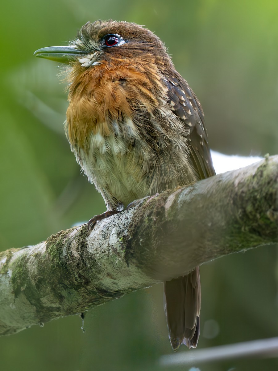 Moustached Puffbird - ML646879254