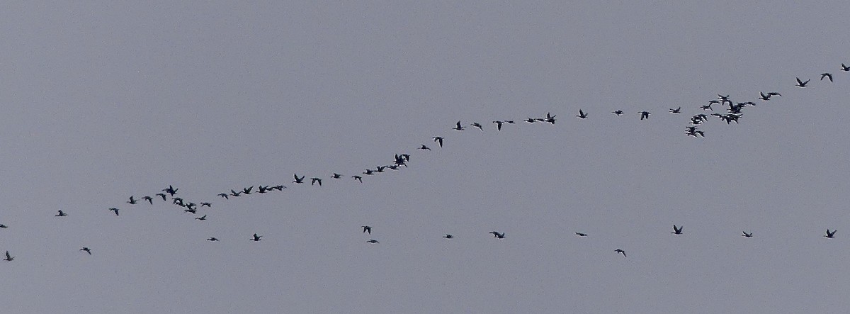 Snow Goose - ML646879255