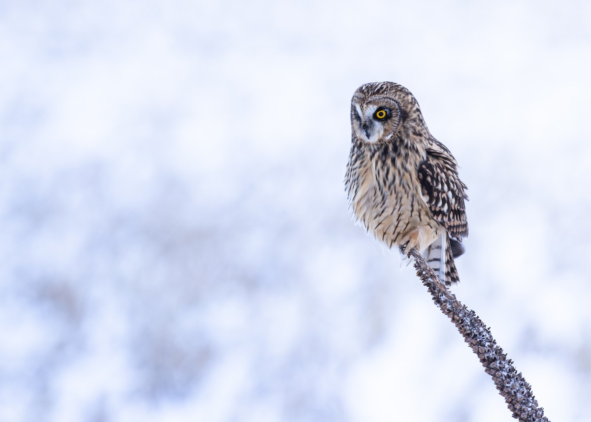 短耳鴞 - ML646879260