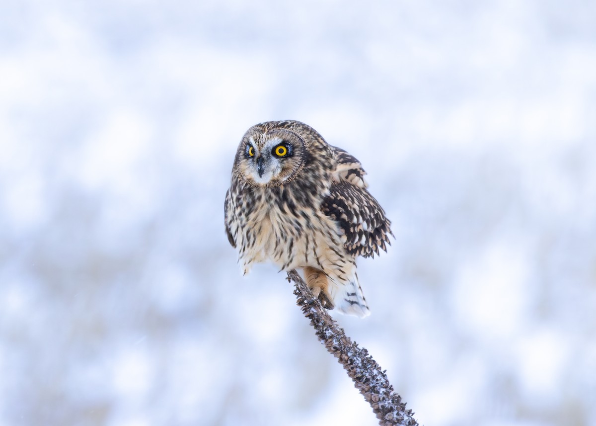 短耳鴞 - ML646879261